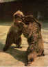 CP Parc Zoologique Et Ménageries Muséum Paris Histoire Naturelle Ours Kodiak Ursus Arctos Middendorfi ( Merriam ) Alaska - Bären