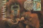 Australia-1994 Zoos Endangered Species Orang-utan  Maximum Card - Apen