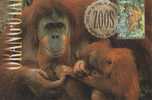 Australia-1994 Zoos Endangered Species Orang-utan  Maximum Card - Singes