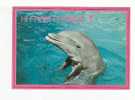 DAUPHIN  -  Florida Porpoise  - These Intelligent Mammals Are The Most Popular Performers At The MIAMI SEAQUARIUM - Dolphins