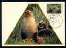 AAT 1993 Fur Seal Maxicard - Other & Unclassified