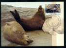 AAT 1992 Elephant Seal Maxicard - Other & Unclassified