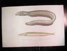 GRAVURE - GYMNOTE ELECTRIQUE ANGUILLE ET SON APPAT AMMODYTES - 1885 - GYMNOTUS ELECTRICUS EEL AND ITS BAIT PRINT - Collections