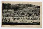 Cpa SAINTE MENEHOULD Marne CIMETIERE MILITAIRE N°80 - War Cemeteries