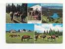 Aux Franches Montagnes  - Jura Suisse  -  5 Vues -  Chevaux  - N°  306   15 - Andere & Zonder Classificatie