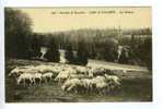 Woluwe-St-Lambert - Parc De Woluwe - Les Moutons - Woluwe-St-Lambert - St-Lambrechts-Woluwe