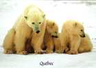Québec - Ours Blancs Polaires - Polar Bears - Neuve Unused - Bears