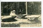 Tervueren - Dans Le Parc. Les Dolmen - Tervuren