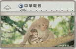 # TAIWAN 7011 Monkey 100 Landis&gyr -animal,singe,monkey-  Tres Bon Etat - Taiwan (Formosa)