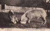 2909   COCHONS   Circulée 1914 - Cerdos