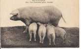 NOS CAMPAGNES..UNE HEUREUSE PETITE FAMILLE..TRUIE QUI ALLAITE SES PETITS..ECRITE SANS DATE - Pigs