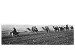 JORDAN Jordanie : A Camel 's Caravan Along The Lake Side ( Caravane De Chameaux ) - Jordanië