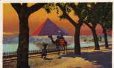 EGYPTE     LE CAIRE  LES PYRAMIDES  Cpa Années  1930 EDIT  LEHUERT&LAUDROCK  Cairo - Pyramids