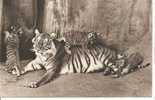 TIGRESSE ET SES PETITS-(comité National De L'enfance) - Tigres