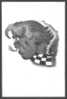 CHESS  - SCHACH - SCACCO YU Chess Grandmaster Dr. MILAN VIDMAR, PC From The Year 1951, Nice Caricature - Echecs