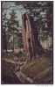 Totem Pole, Stanley Park, Vancouver, B.C. Souvenir Postcard. E.P. Charlton & Co., Ltd., Vancouver, B.C. - Vancouver