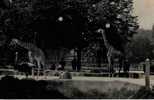 CPA. ANIMEE. PARC ZOOLOGIQUE BOIS VINCENNES. PARIS. LES GIRAFES SUR LEUR PLATEAU. DATEE 1952. FLAME. - Girafes