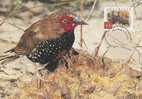Australia-2001 Painted Riretail Bird   Maximum Card - Papegaaien, Parkieten