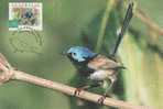 Australia-2001 Variegated Fairy-Wren Bird  Maximum Card - Papagayos