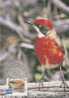 Australia-2001 Crimson Chat    Maximum Card - Perroquets & Tropicaux