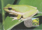 Australia-1999 Small Pond 50c Northern Dwarf Tree Frog   Maximum Card - Rane