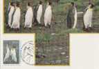 Australia-AAT-1993 Wildlife  King Penguins Maximum Card - Pinguini