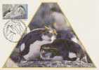 Australia-AAT-1993 Wildlife  Royal Penguins Maximum Card - Penguins