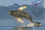 Australia-AAT-1995 Whales And Dolphins-Humpback Whale Maximum Card - Dolfijnen