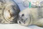 Australia-AAT-2002 Antarctic Research,Weddel Seals    Maximum Card - Andere & Zonder Classificatie