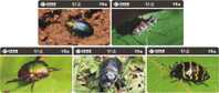 A02249 China Beetle 5pcs - Non Classés