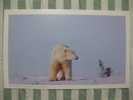 Bear - Ours - Polar Bear (Ursus Maritimus) And Cub - A - Beren