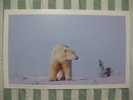 Bear - Ours - Polar Bear (Ursus Maritimus) And Cub - A - Bären