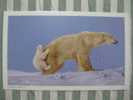 Bear - Ours - Polar Bear (Ursus Maritimus) And Cub - C - Ours