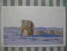 Bear - Ours - Polar Bear (Ursus Maritimus) And Cub - D - Bären