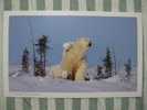 Bear - Ours - Polar Bear (Ursus Maritimus) And Cub - E - Beren