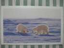 Bear - Ours - Polar Bear (Ursus Maritimus) Cubs - B - Bären