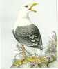 GUERNSEY Post Office Stamp-Card - Oiseau. - Meeuwen