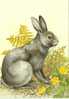 GUERNSEY Post Office Stamp-Card - Lapin. - Conigli