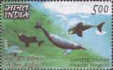 Dolphin, River Dolphin, Merine Animal. India - Delfines