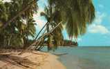 BARBADES - BARBADOS -  Coconut Palms On A West Coast Beach - West Indies - Editions Wayfarer Bookstore N° BB1*PRIX FIXE - Barbades