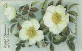# JERSEY JER130 Burnet Rose 2 Gpt 01.96 19900ex -fleurs,flowers- Tres Bon Etat - Jersey Et Guernesey