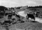 ORBEY - Le Lac Blanc - Sanatorium Orthopédique  - Poste Orbey - Vaches - Orbey