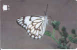 Oman,  OMN-G-34U, Caper White, Butterfly, 2 Scans. - Oman