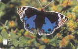 Oman,  OMN-G-34V, Blue Pansy, Butterfly, 2 Scans. - Oman