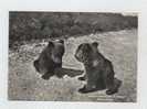 Orsi-parco Nazionale D'abruzzo - Bears