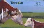 # NEW_ZEALAND NZ22S_2 Farm Animals - Hereford Cattle 5 Gpt 01.94 -cow,vache-  Tres Bon Etat - Neuseeland