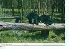 (333) - Black Bear - Elephants