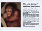 (333) - Orang Utan - Singe - Apes - Scimmie