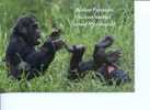 (333) - Gorille - Gorilla - Singe - Apes - Apen