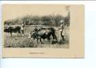 (333) - Indian Laboureurs - Asian Cow - Bull - Taureaux